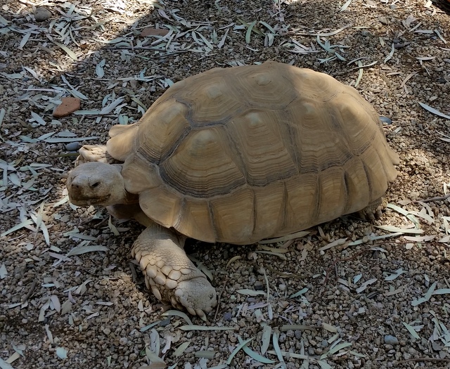 Cecil a tartaruga no Fairmont Scottsdale Princess