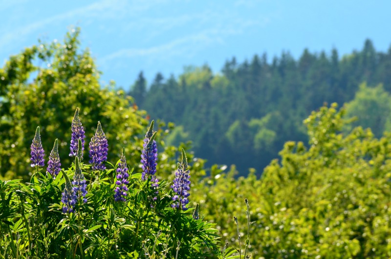 Los colores de Cape Breton, Nueva Escocia (Family Fun Canada)