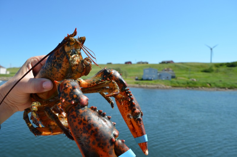 Los colores de Cape Breton, Nueva Escocia (Family Fun Canada)