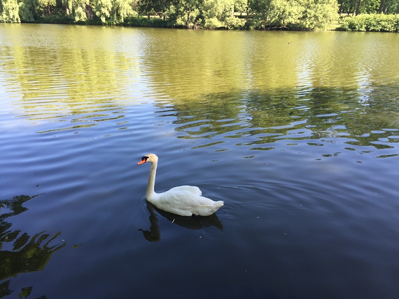 Swans on Avon