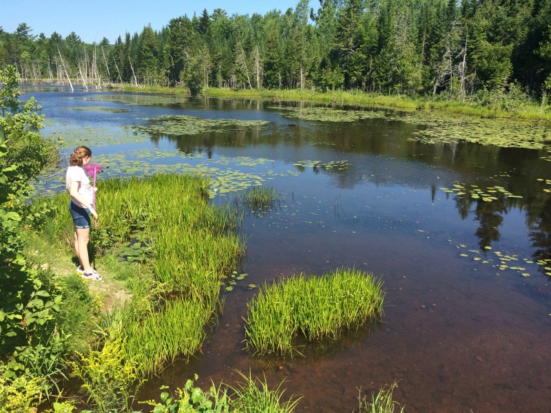 Buscando criaturas en Fredericton's Beaver Pond