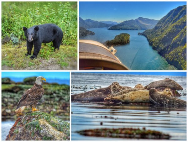 Die lokale Tierwelt von Vancouver Island