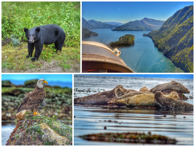 Faune locale de l'île de Vancouver