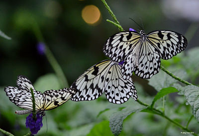 Flight-of-White-butterflies_opt
