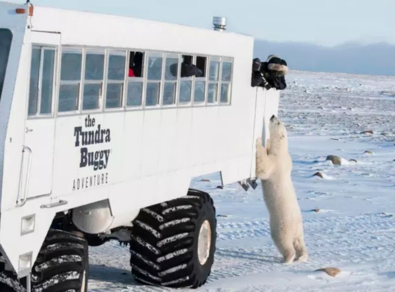 12 Canadian things to do this winter - Eye to eye with a Polar Bear? Brave Canadian! Photo - Travel Manitoba