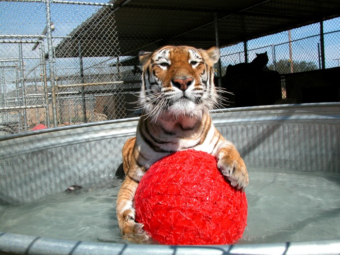 Lions Tigers and Bears - besuchen Sie San Diego mit Ihrer Familie