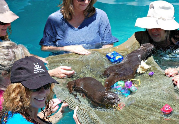 Nurtered by Nature otter pool, swimming with otters in San Diego