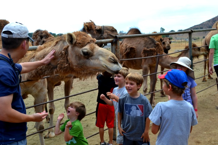 Oasis Camel Dairy