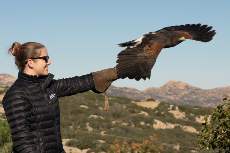 Sky Falconry San Diego