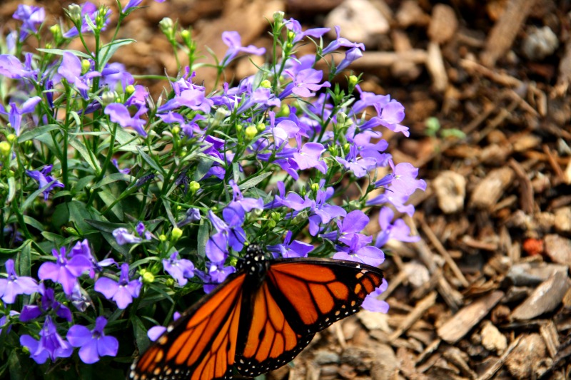 Vista Butterfly Farms San Diego