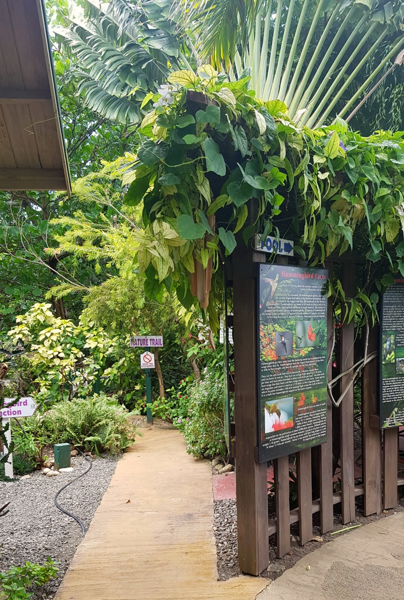 Path to the pool and aviary at Mystic Mountain, Jamaica