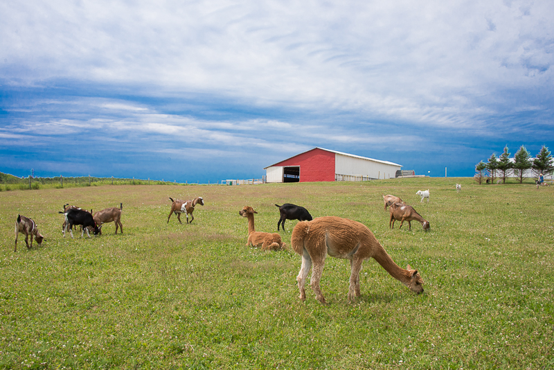 Animal Adventures - Island Hill Farm