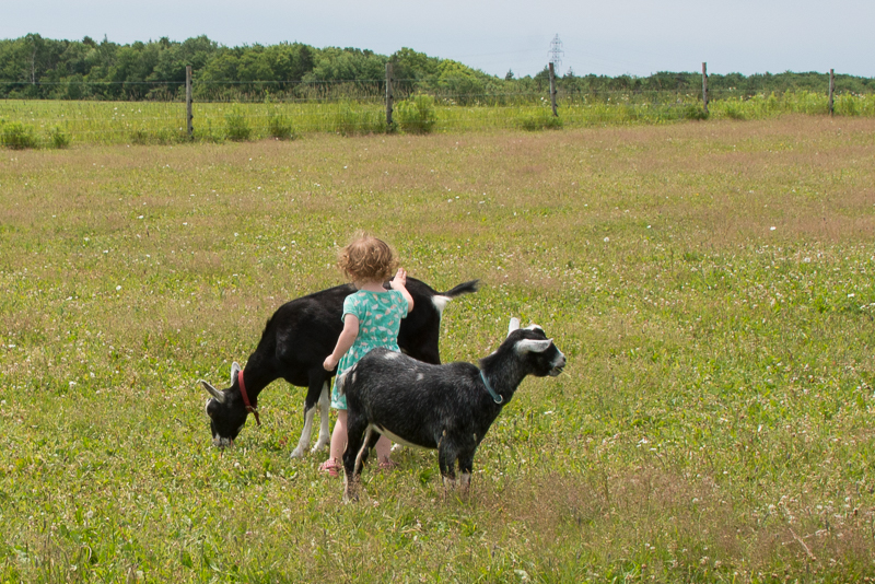 Aventuras con animales: acaricia a los animales en Island Hill Farm