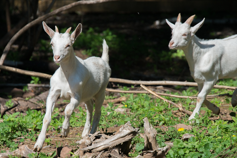 Aventuras con animales: cabras juguetonas en Great Canadian Soap Co.