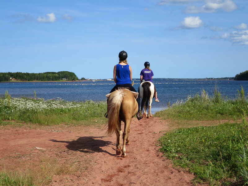 Aventuras con animales - Cabalgando por las playas de arena roja en los establos de equitación de Brudenell