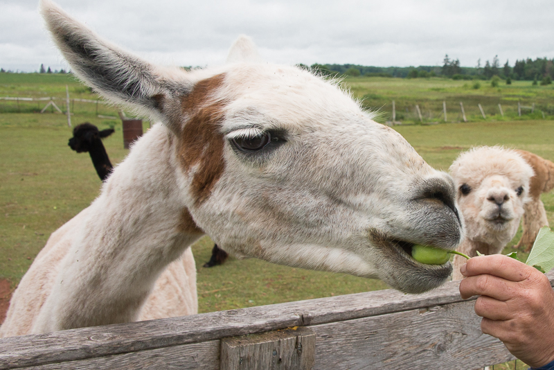 Tiempo para una delicia en Green Gables Alpaca Farm Foto