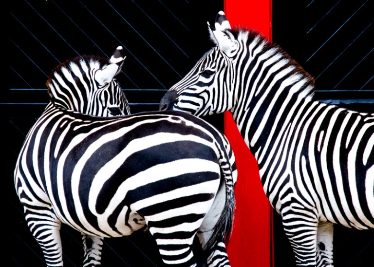 48 hours of Family Fun in Belfast, Northern Ireland