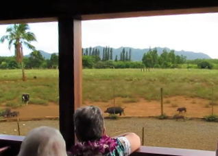 Take a Ride on Hawaii's Sugar Cane Trains