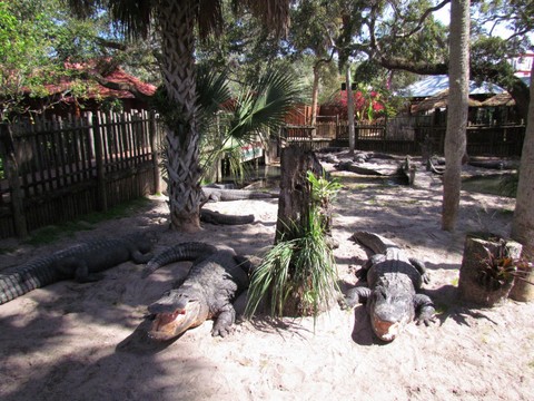 Jacarés, pólvora e fantasmas de St. Augustine, Flórida - Sorrisos tão grandes - eles devem estar felizes - ou com fome. Foto por Debra Smith