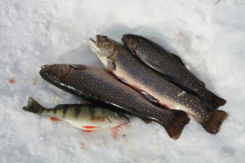 Ice Fishing at Village Nordik in Quebec City fish perch