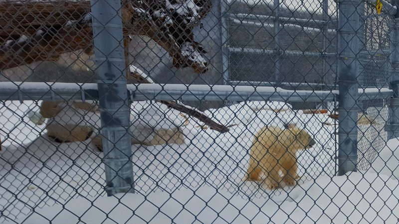 Fahrt zum Churchill Leatherdale International Polar Bear Conservation Center