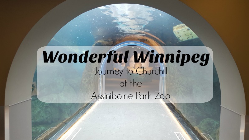 journey to churchill winnipeg zoo