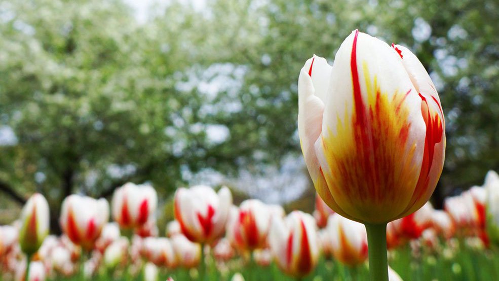 The Canada 150 Tulip is popping up all over Canada in spring 2017 (Family Fun Canada)