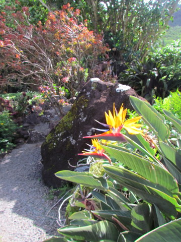 The beautiful bird of paradise flower (Strelitzia Reginae) is a South African import found all over the Hawai’ian Islands. – photo Debra Smith