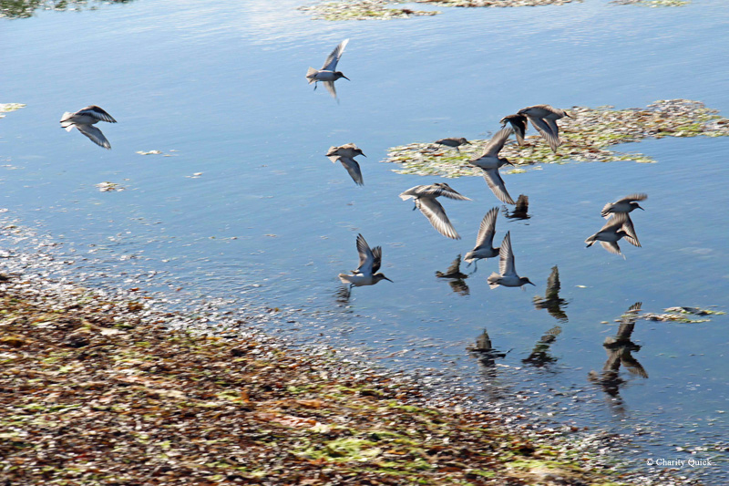 ラスターバービーチ州立公園でのキャンプ鳥の飛行