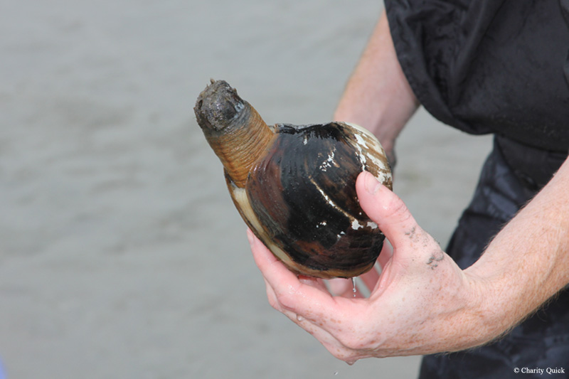 Rathtrevor Beach Provincial Park의 캠핑에서 Geoduck clam