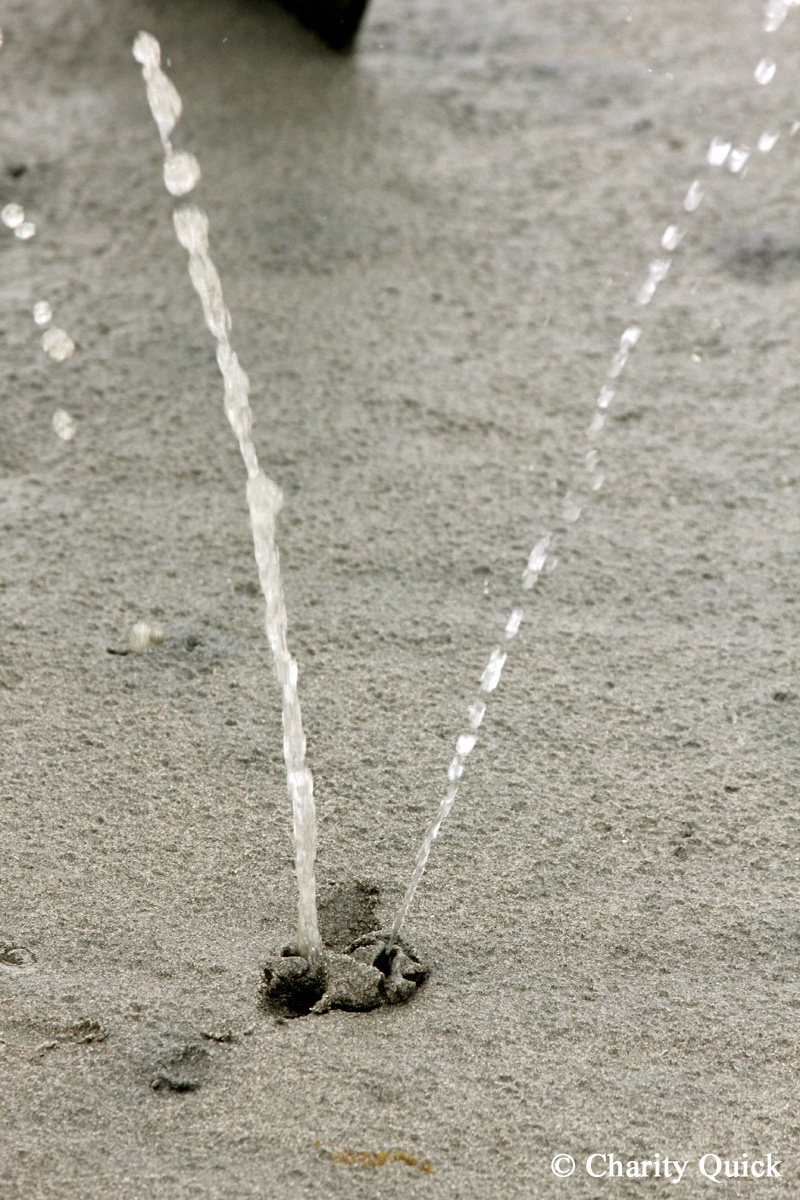 Geoduck Squirting en Camping en Rathtrevor Beach Provincial Park