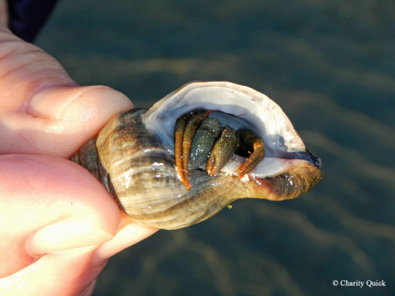 Caranguejo eremita no acampamento no Rathtrevor Beach Provincial Park