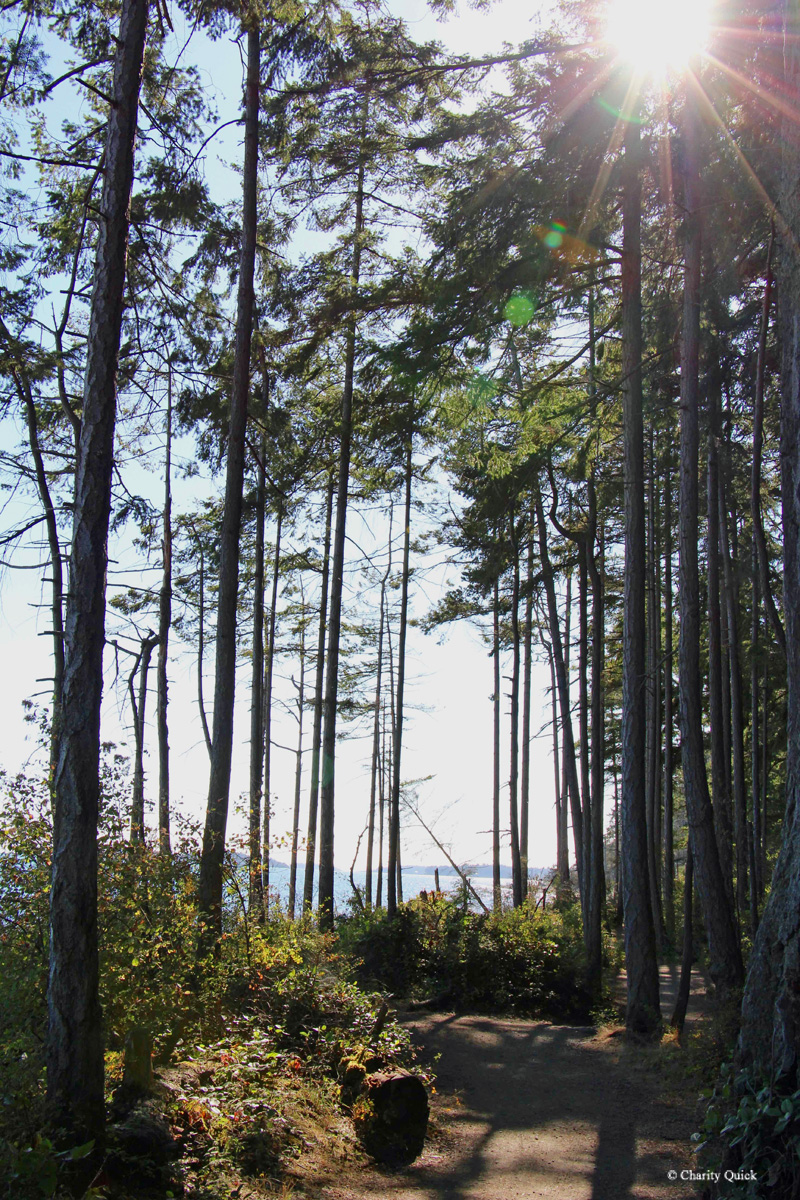 Rathtrevor Beach Provincial Park Credit Charity Quick의 나무 사이로 햇살