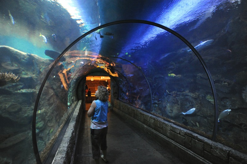 マンダレー湾のシャークリーフ水族館。 写真クレジットラスベガスニュースビューロー