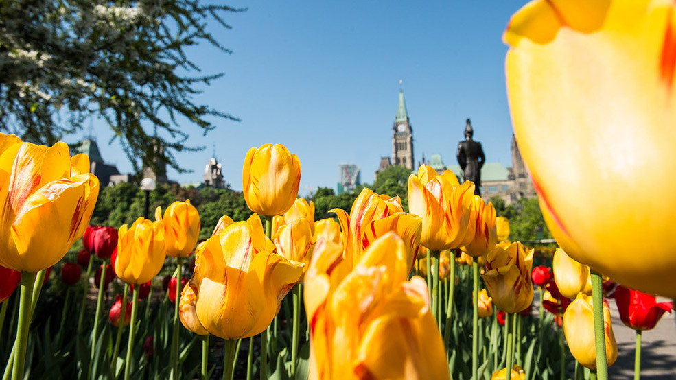 Canadian Tulip Festival em Ottawa (Family Fun Canada)