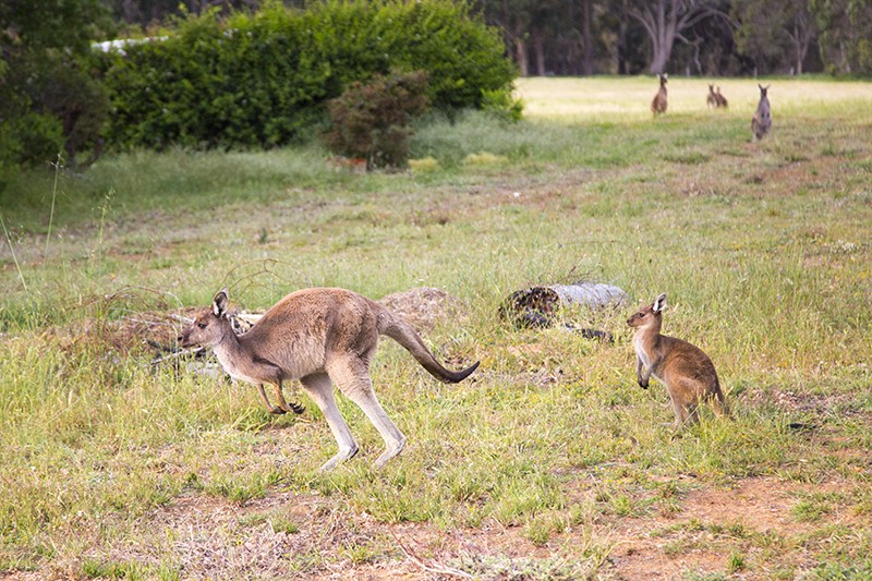 7 razones por las que la región australiana de Margaret River debería estar en la lista de destinos definitiva de su familia