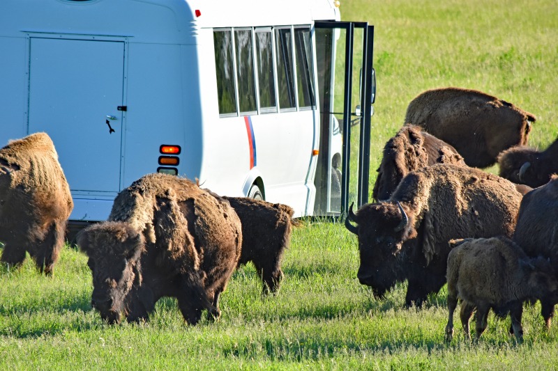 温尼伯夏季 - Fort Whyte Alive 的 Bison Safari。 学分：丹哈珀