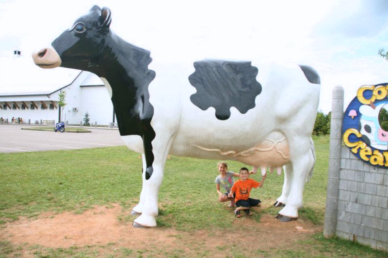 La plus grande vache laitière au Canada