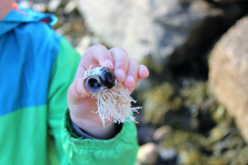 Das Erkunden der Natur ohne Sorgen oder Menschenmengen ist ein Rezept zum Glück für unsere Kinder. Erkundung mit Kindern auf der Halbinsel Chebucto in Nova Scotia