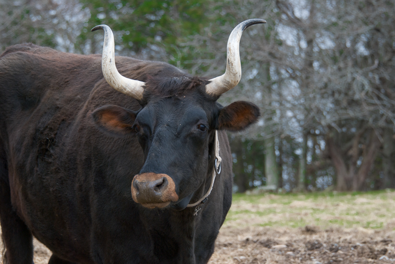 moo à vous aussi sur la ferme en activité. Photo Jan Napier