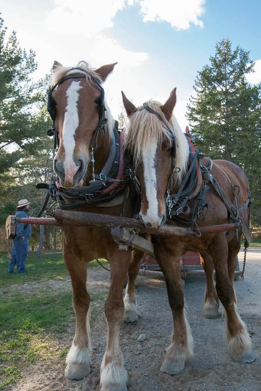 kingslanding_wagon rides. Photo Jan Napier