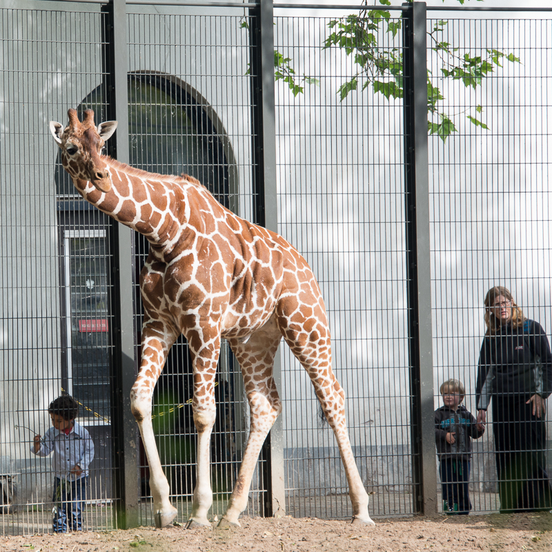 Amsterdam - Artis Amsterdam Royal Zoo Giraffe - Foto Jan Napier