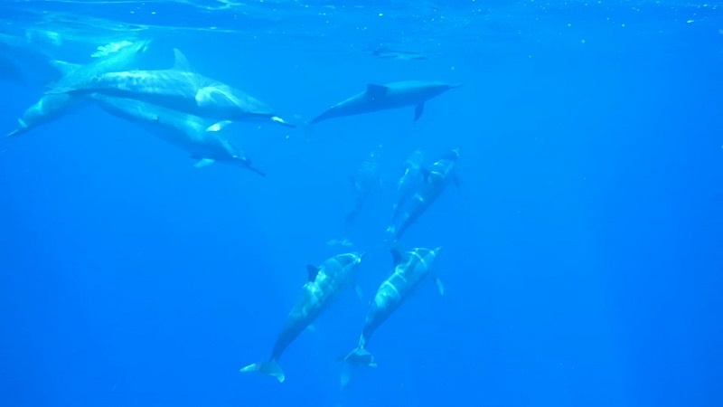 Ciência na Ilha do Havaí - Golfinhos amigáveis ​​passando para dizer aloha - foto Wallace Tobin