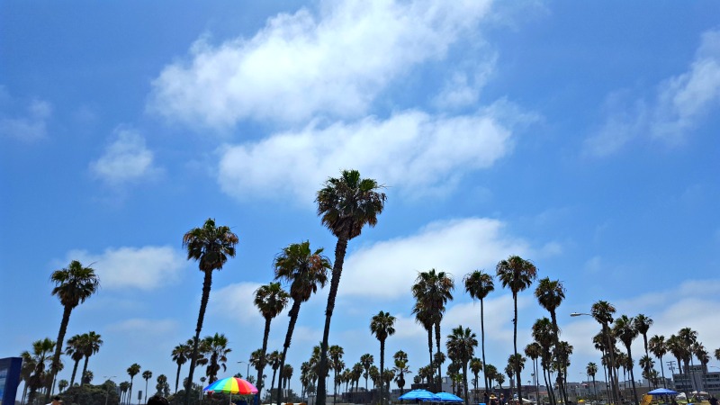 SeaWorld San Diego Palm Trees