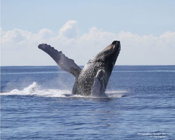 亚特兰蒂斯游轮观鲸夏威夷鲸违反 Credit Heather Del Carlo