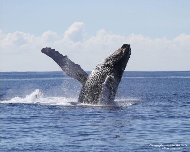 アトランティスクルーズホエールウォッチングハワイクジラ違反クレジットヘザーデルカルロ