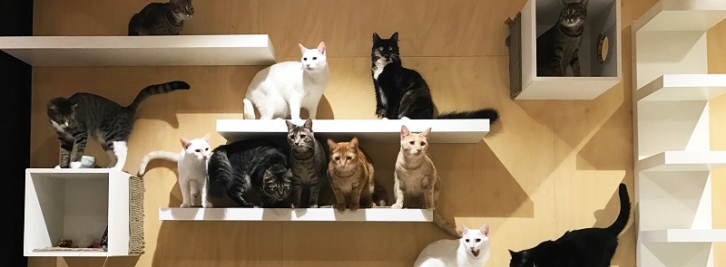 Cat Cafe Purrth-パースは動物愛好家のためのものです：オーストラリアのパースでの5つの動物に触発された活動