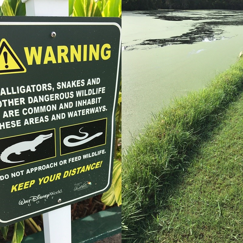 Disney Golf Alligators Joanne Elfen