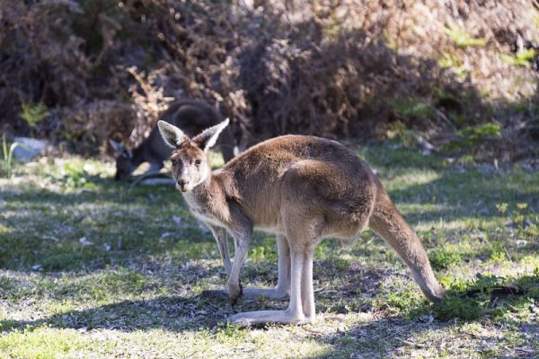 Perth ist für Tierliebhaber: 5 von Tieren inspirierte Aktivitäten in Perth, Australien