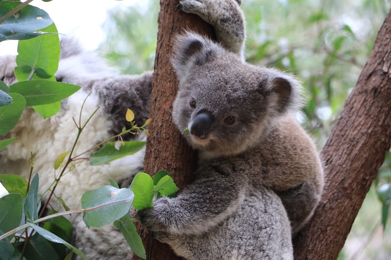 Perth é para amantes de animais: 5 atividades inspiradas em animais em Perth, Austrália